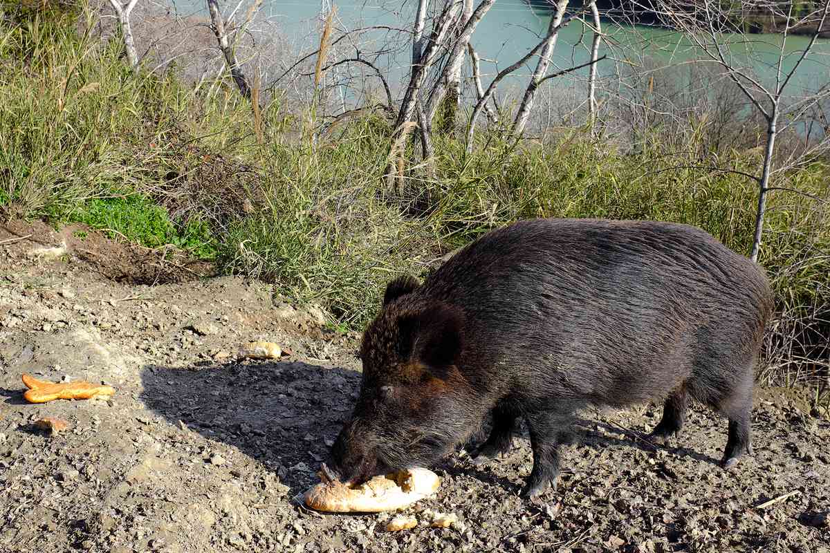 Wild boar eating at the edges of the Tiber river in northern Rome, Italy