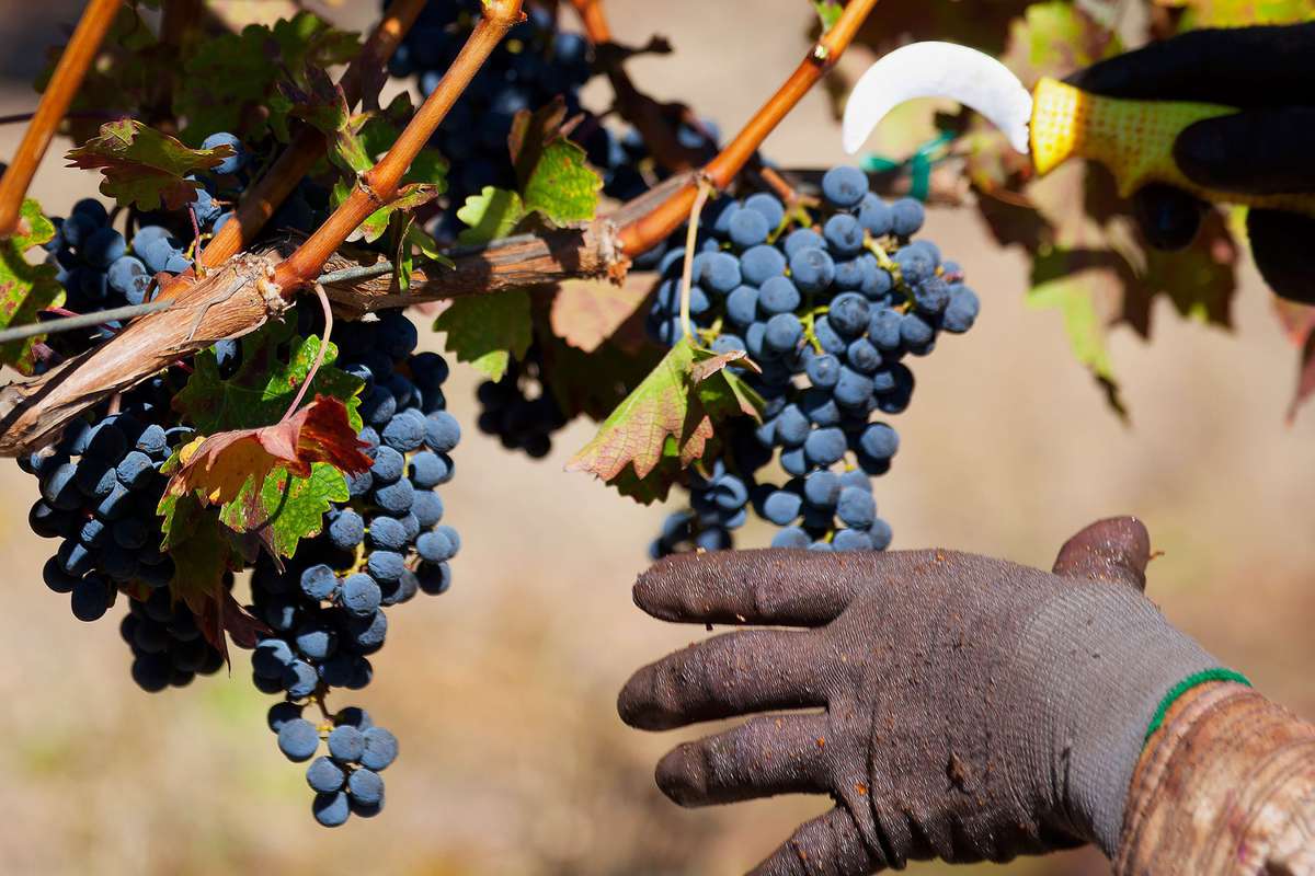 A worker harvests cabernet grapes