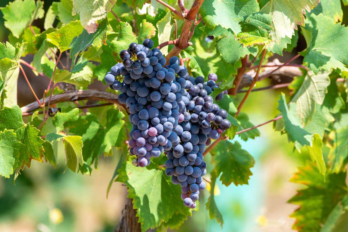 Mourvedre wine grapes