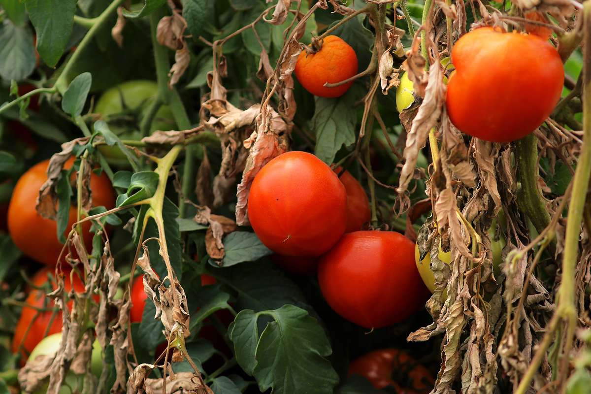 Tomato plants in a greenhouse wither