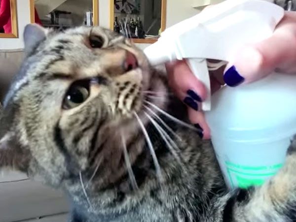 Cat Runs to Water Spray Bottle Video
