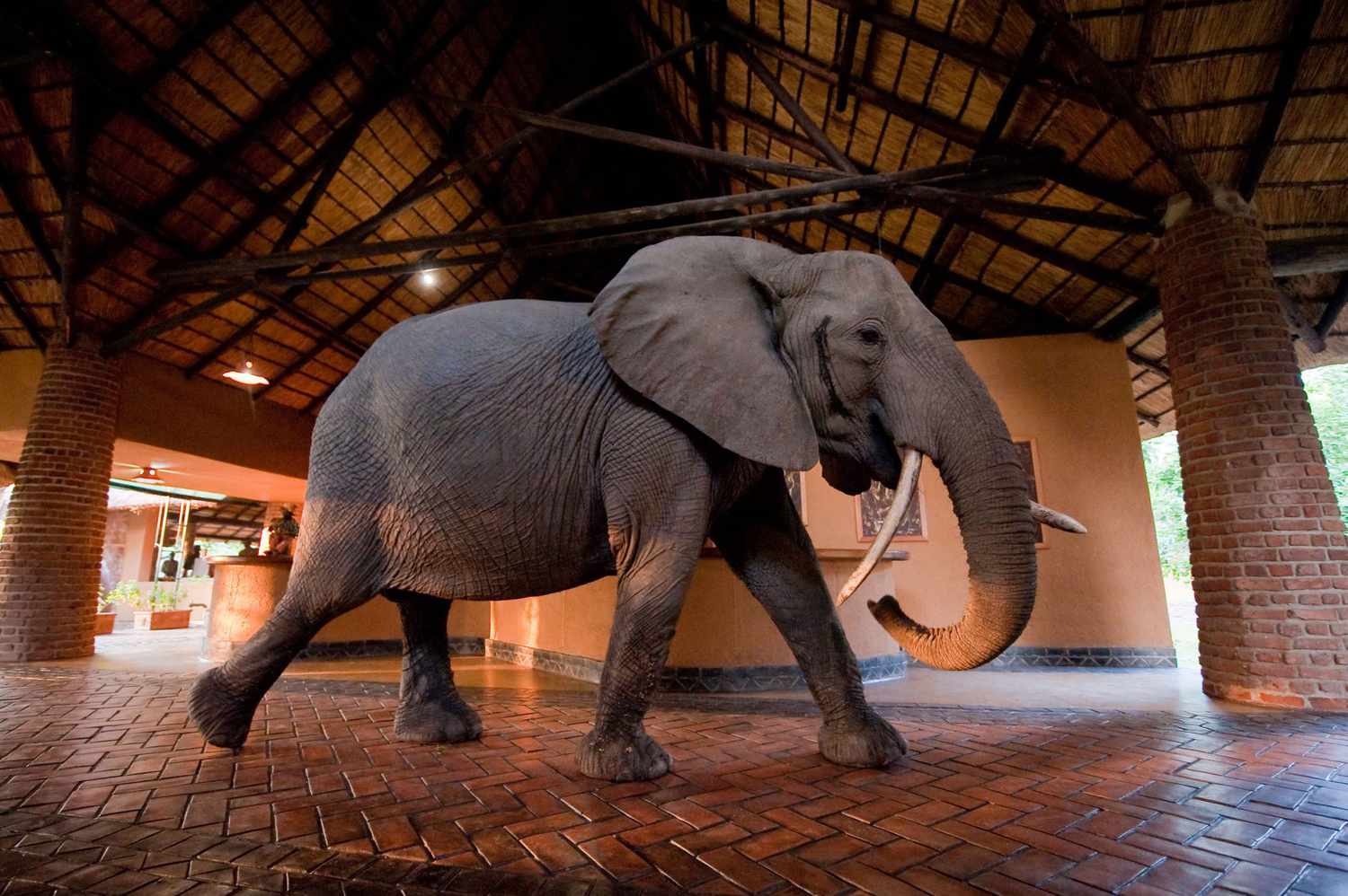 elephant hotel tour