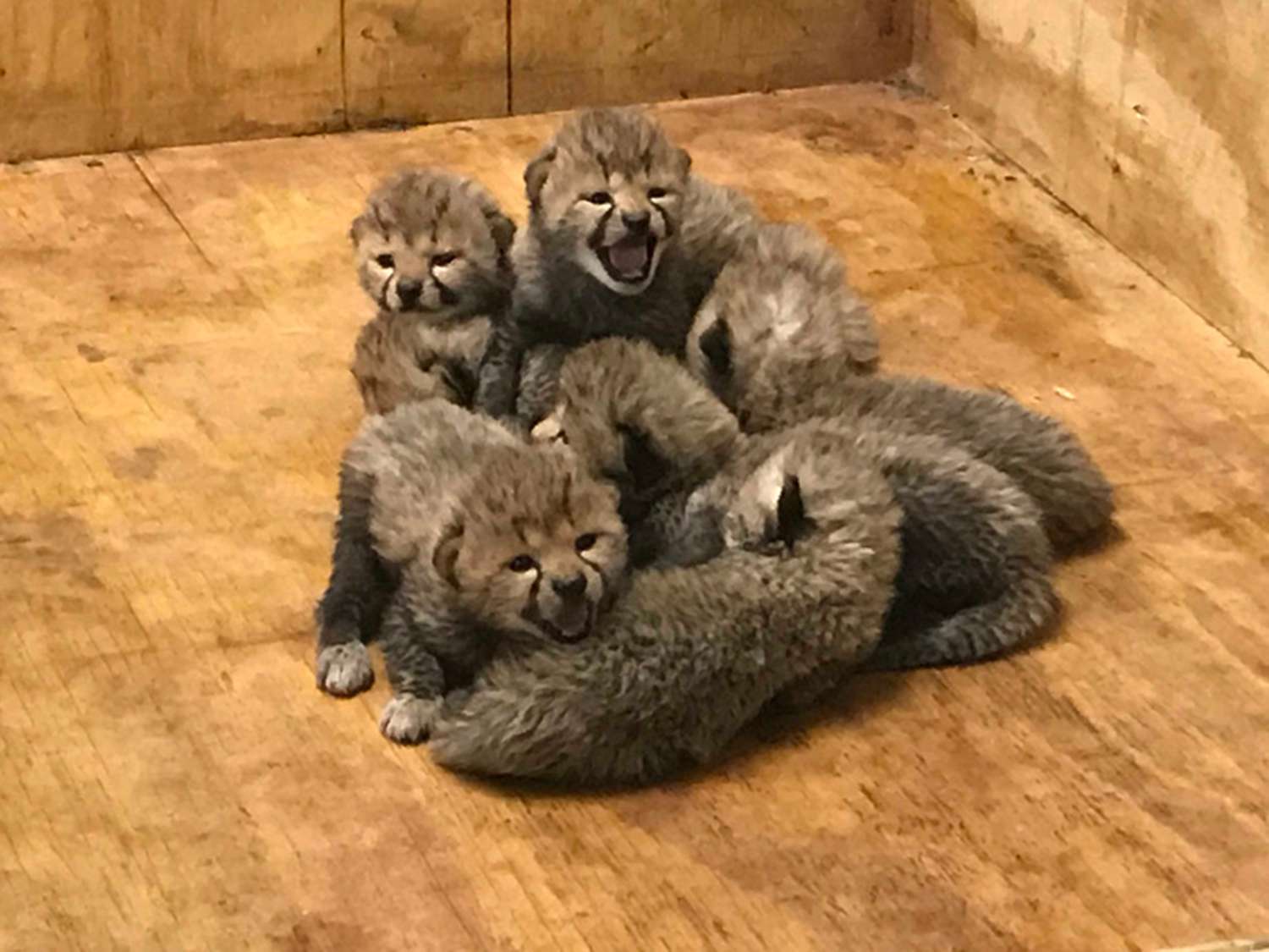 Cheetah Saint Louis Zoo Eight Cubs Record Breaking Litter | www.neverfullmm.com