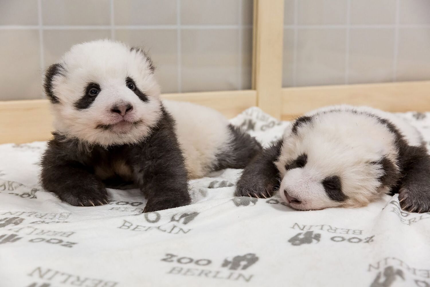 Berlin Zoo Releases New Photos of Baby Panda Twins ...