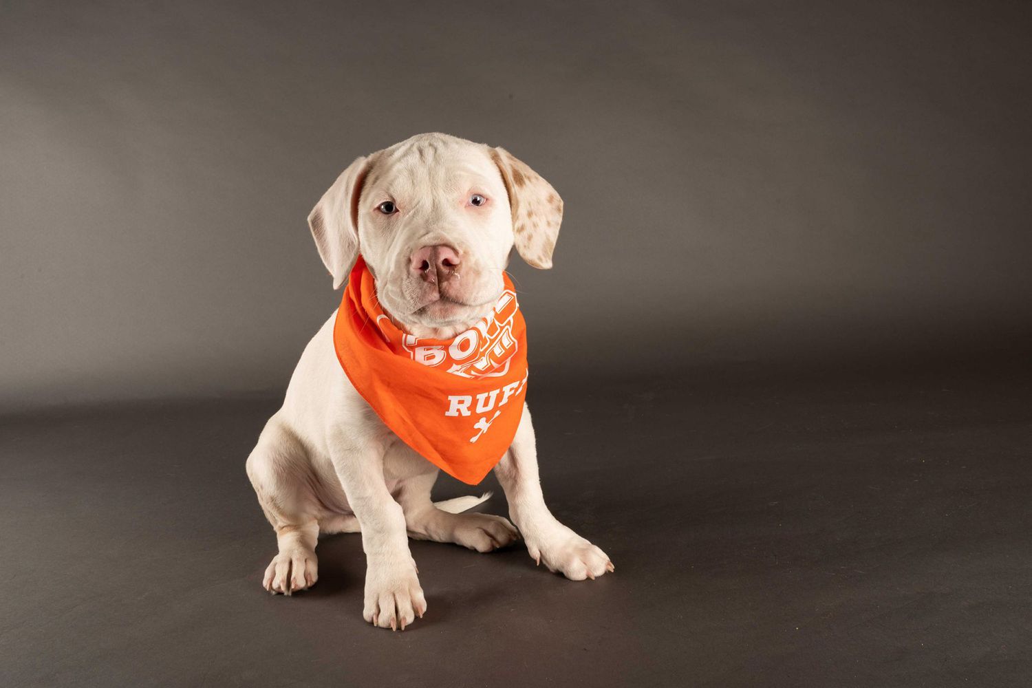 Meet the 6 Amazing Special Needs Dogs Competing in the 2021 Puppy Bowl