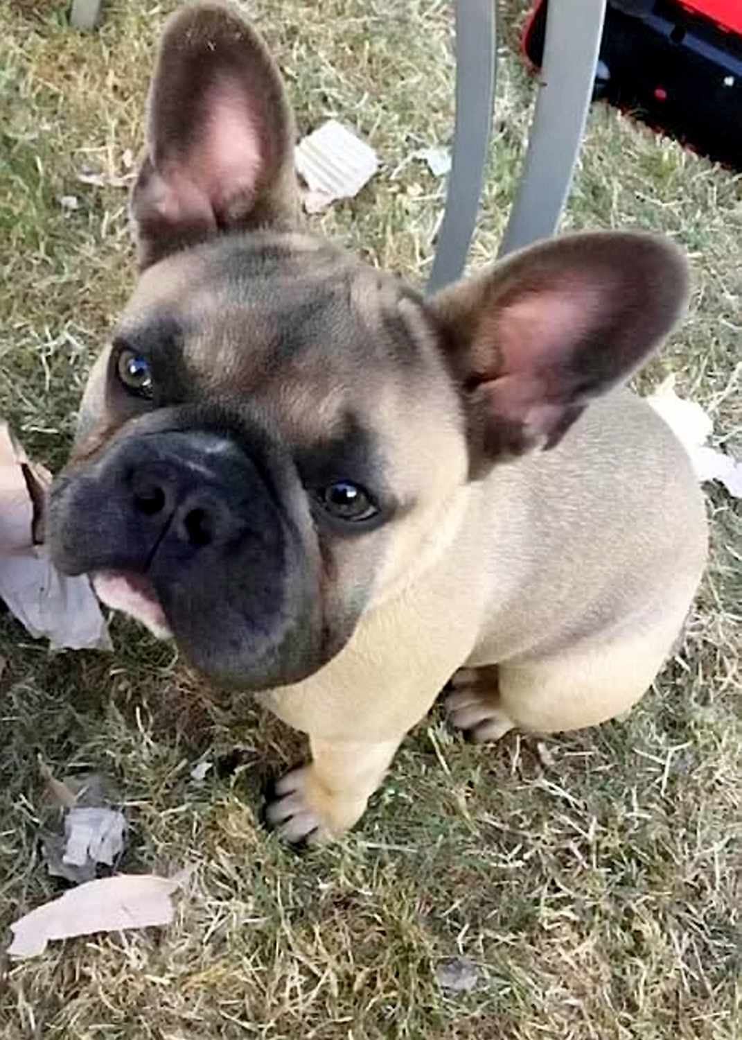 French Bulldog Puppies For Adoption In Va 16 French