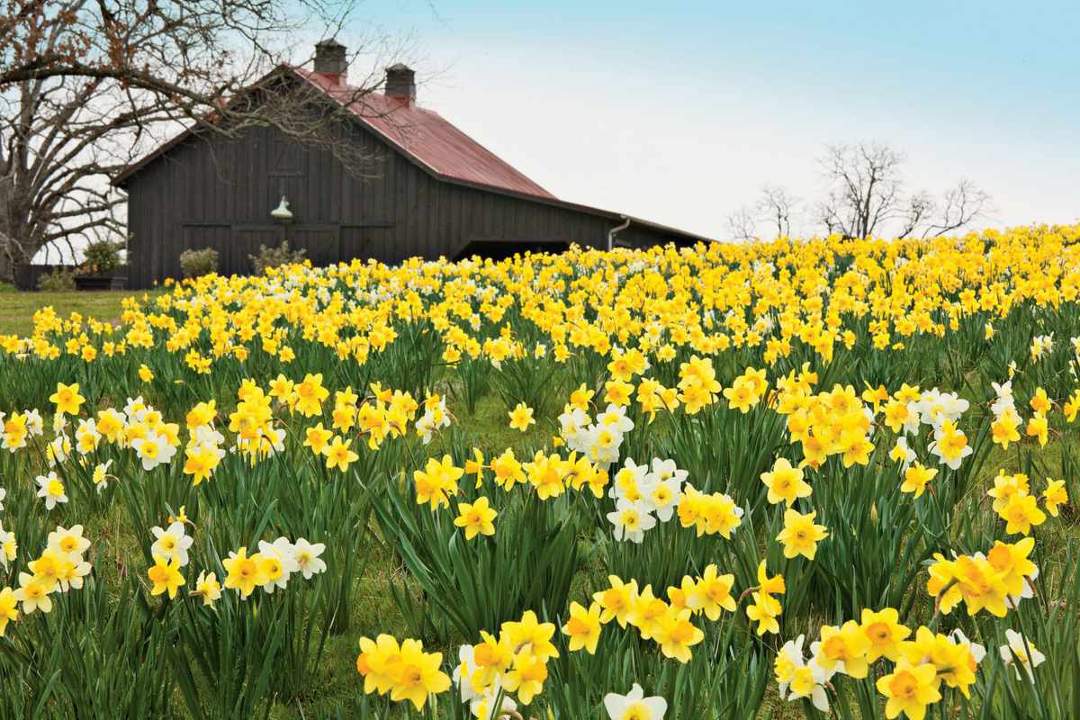 Planting Daffodils | Southern Living