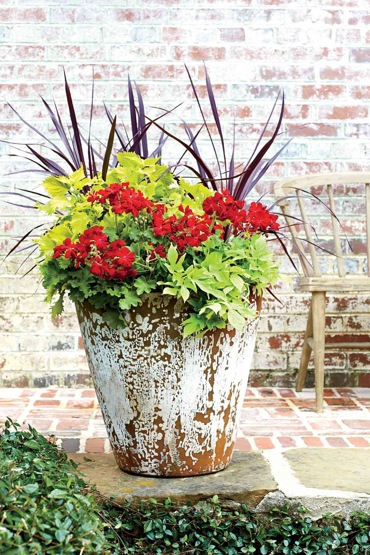 Direct Sun Container Plants For Full Sun And Heat - 20 Best Patio ...