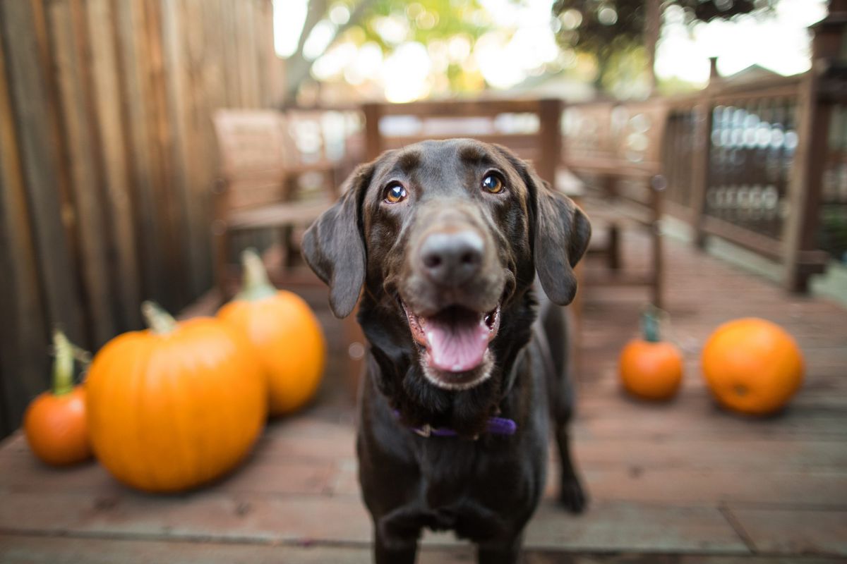 Can Dogs Eat Pumpkin Pie? Southern Living