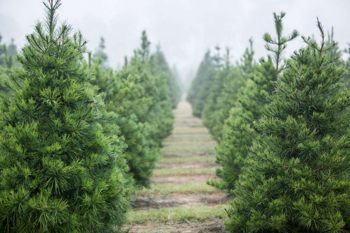 24 Best Christmas Tree Farms in the South | Southern Living