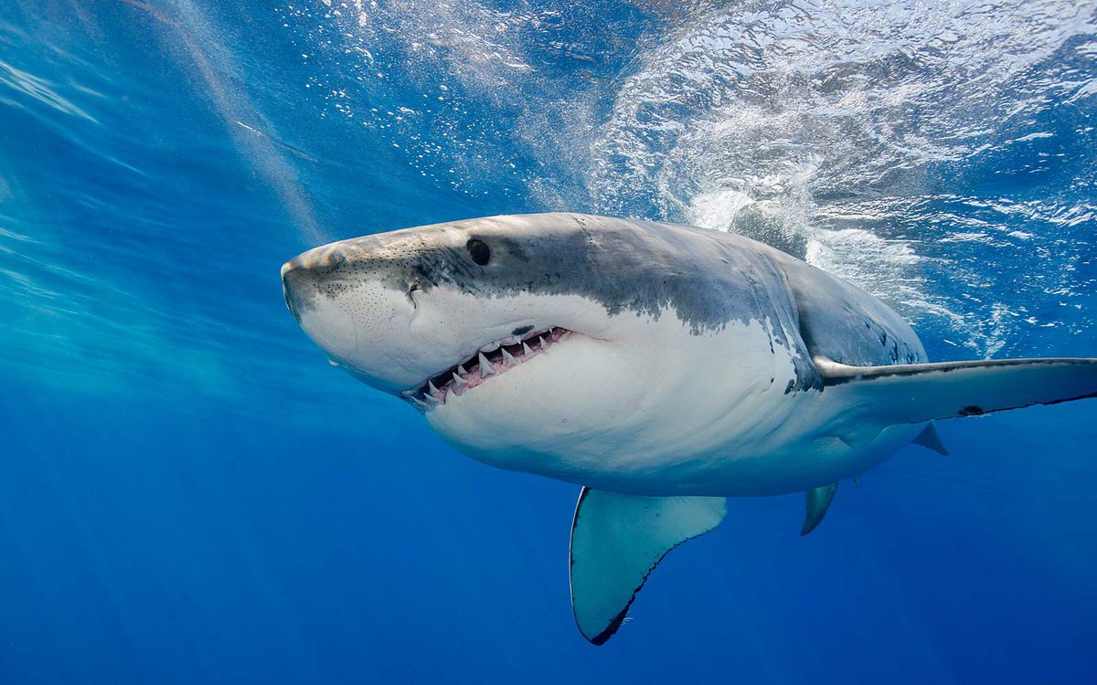 Watch the Moment a Great White Shark Stole a Bag of Fish