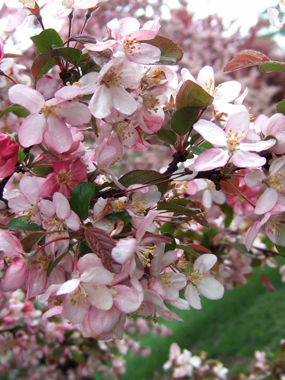 robinson crabapple crabapples trees yard blooms pink gardens shrubs better homes
