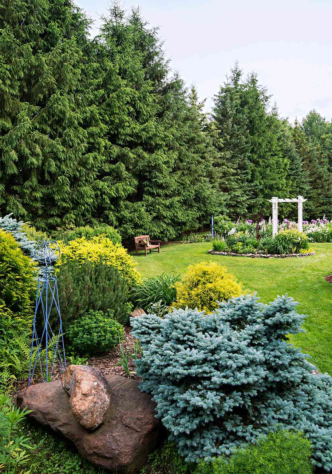 Best Evergreen Trees for Privacy | Better Homes & Gardens