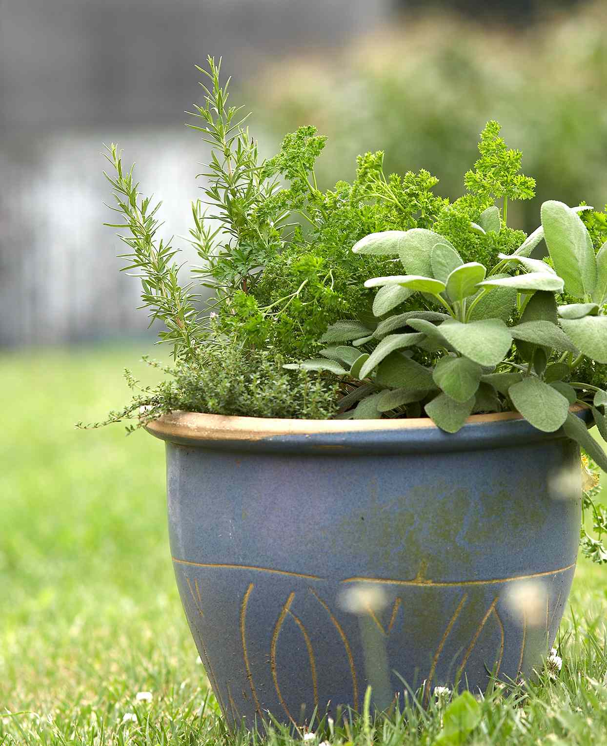 Best Herbs for Container Gardens Better Homes & Gardens