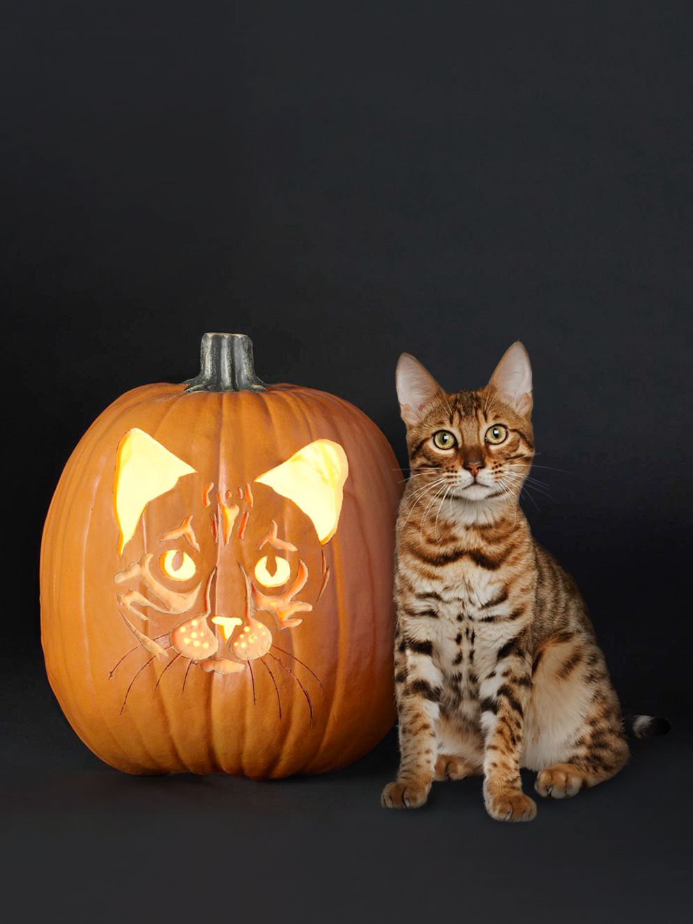 Pumpkin Carving Templates Cats