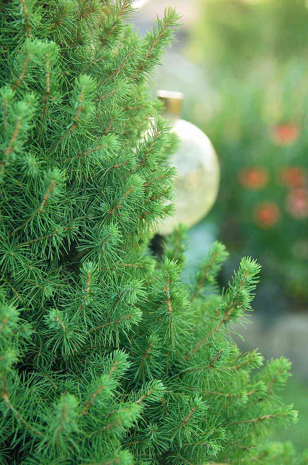Decorate with Tiny Christmas Trees | Midwest Living