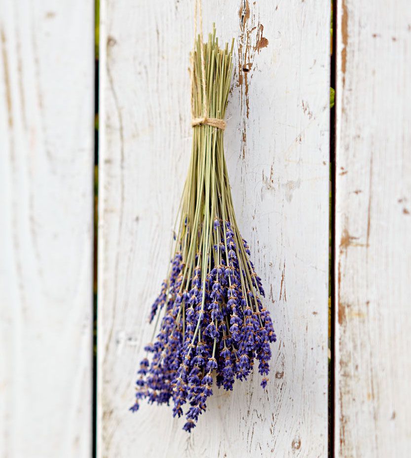Tips for Growing, Cooking and Decorating with Lavender | Midwest Living