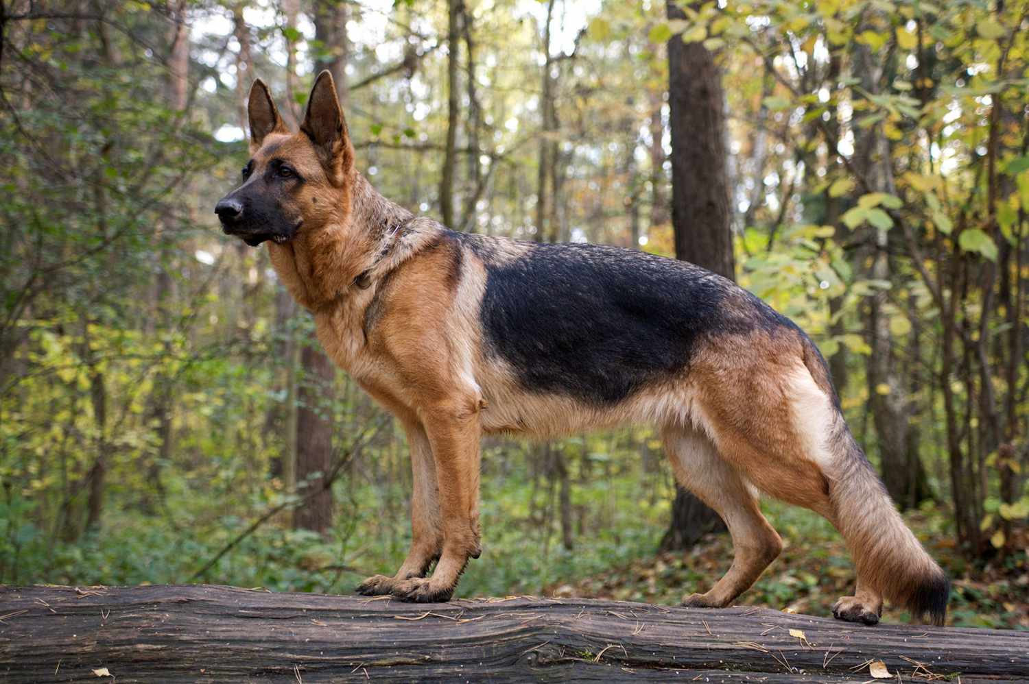 thesis statement about german shepherds