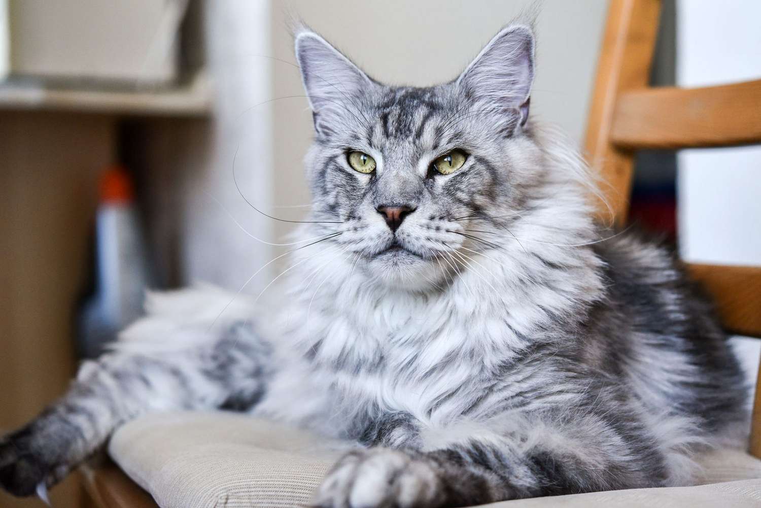 Maine Coon Cat Breed Information & Characteristics Daily Paws