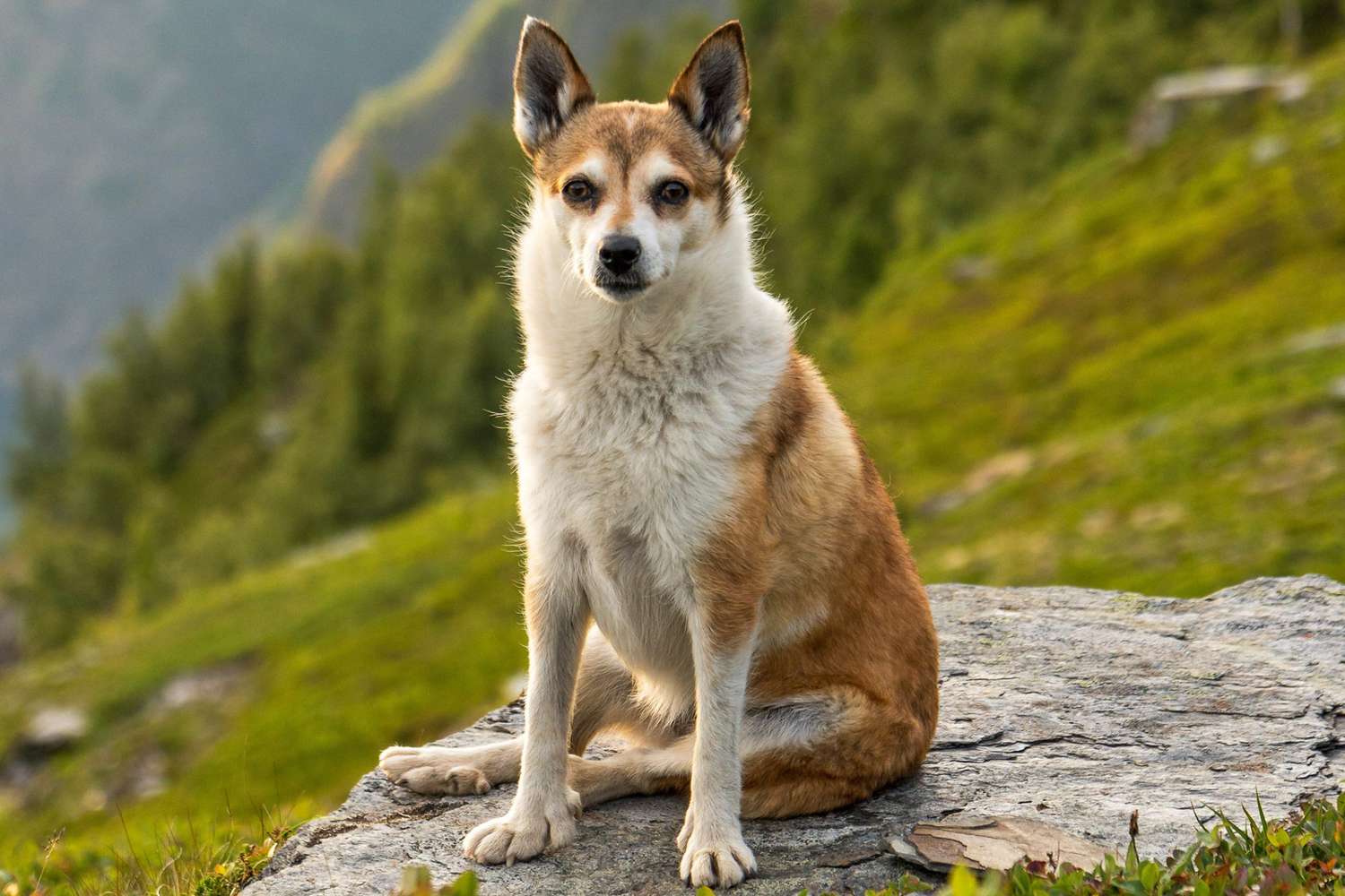 Are Norwegian Lundehunds Intelligent Dogs