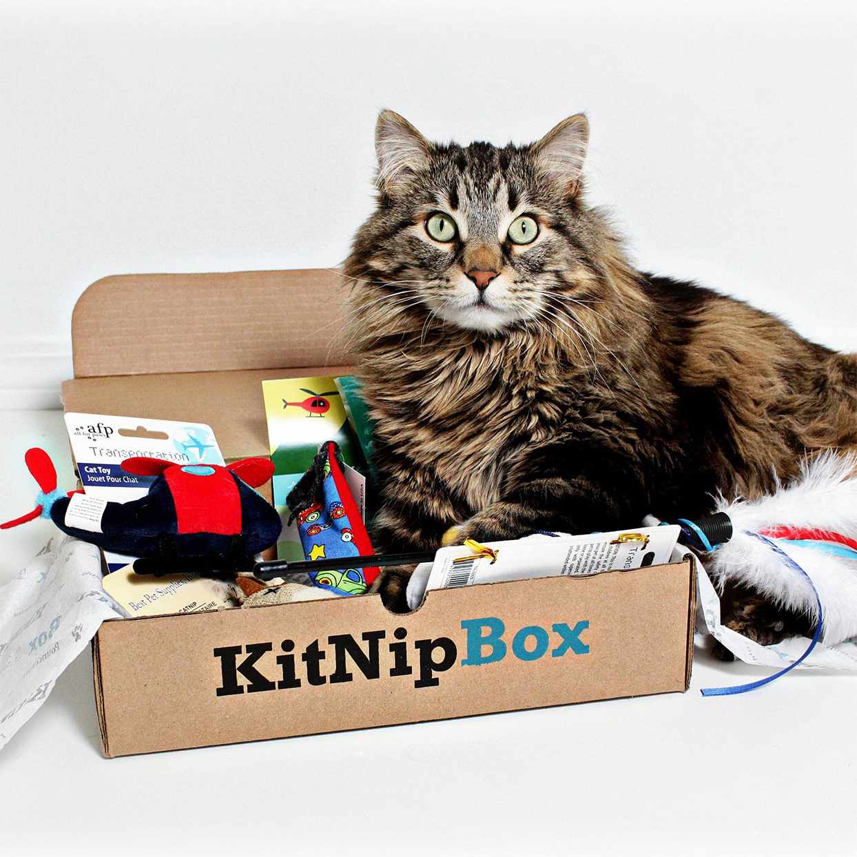 The 8 Best Cat Subscription Boxes of 2020 Daily Paws