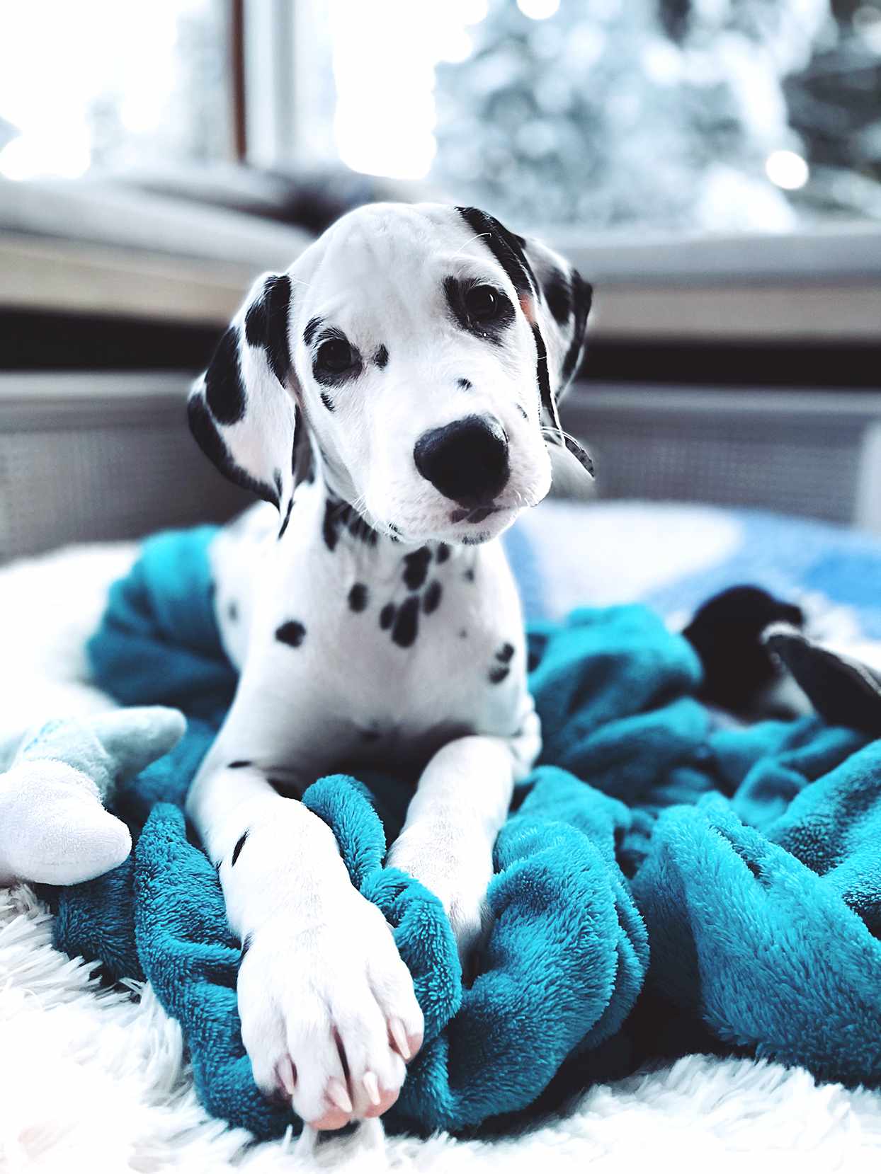 Dalmatian Puppy Cost Australia Puppy And Pets