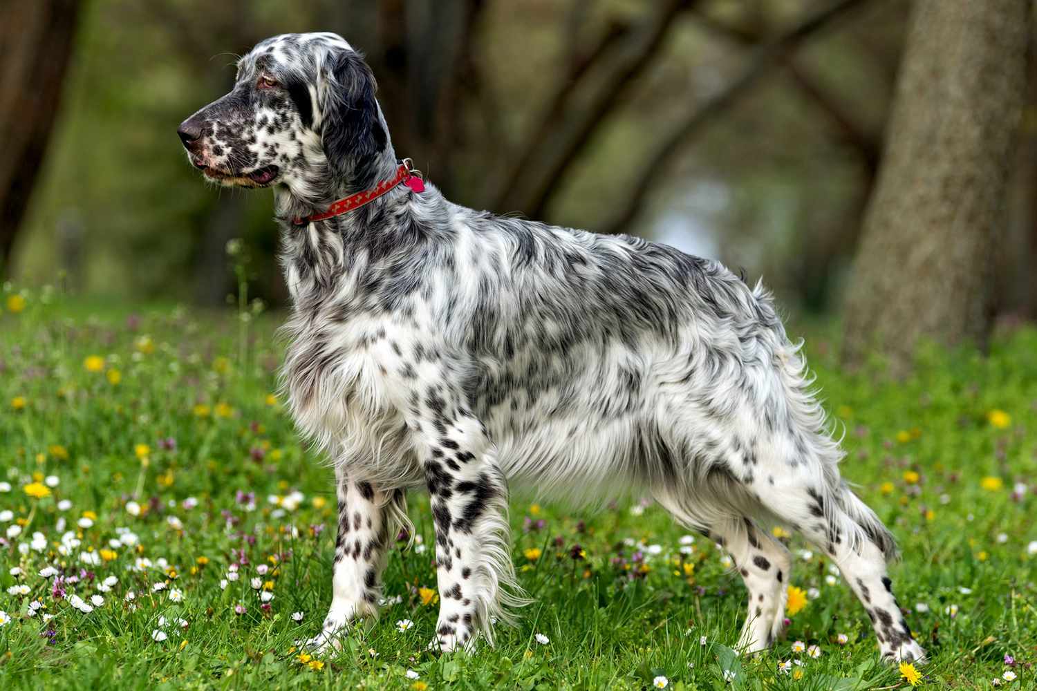 How Much Is An English Setter