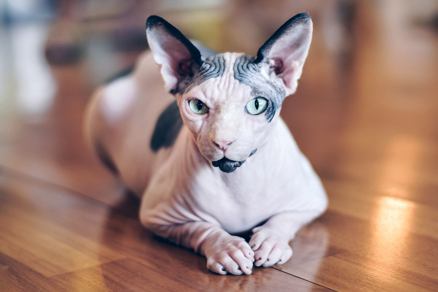 Sphynx Cat / Bald Is Beautiful 8 Hairless Cat Breeds Litter Robot Blog