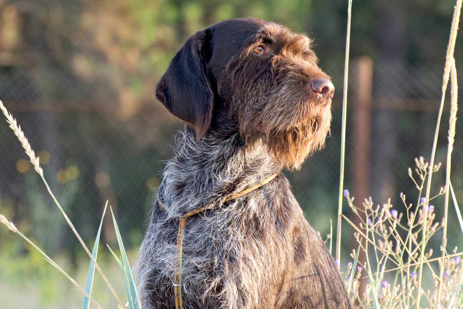 Are Wirehaired Pointing Griffons Intelligent Dogs