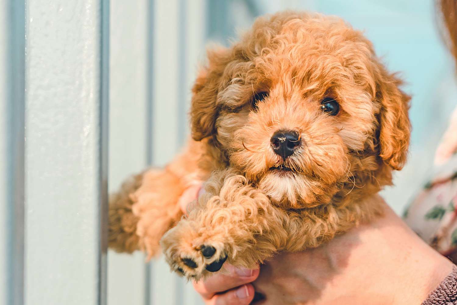 How Much Do Cavapoo Puppies Cost How Much Does A Cavapoo