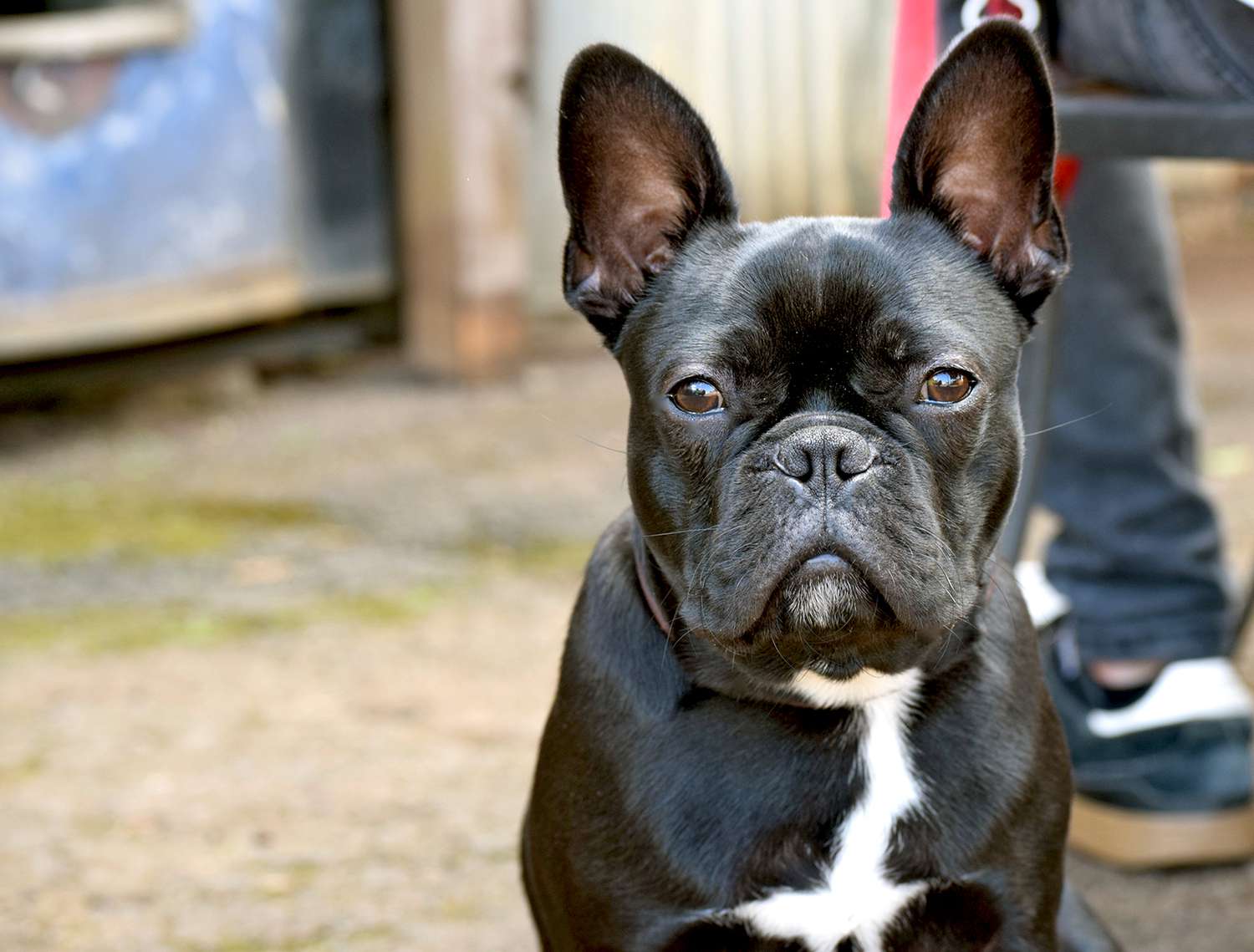 Frenchton Dog Breed Information and Characteristics | Daily Paws