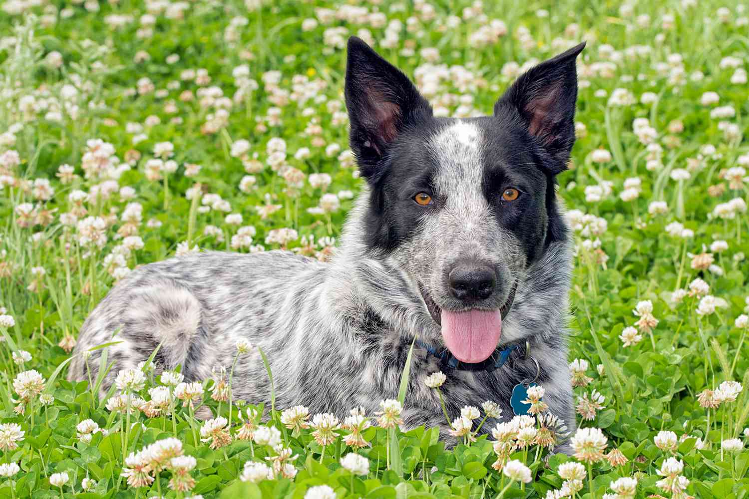 Texas Heeler Dog Breed Information and Characteristics Daily Paws