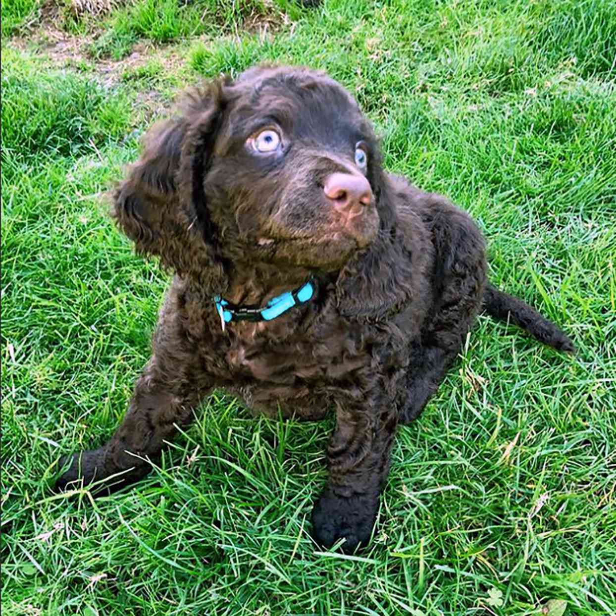 american-water-spaniel-dog-breed-information-and-characteristics