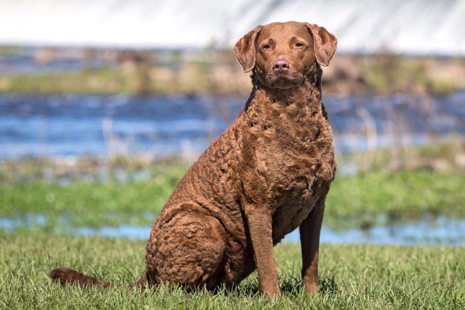 chesapeake-bay-retriever-dog-breed-information-and-characteristics