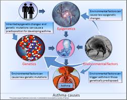 What Can Trigger Your Asthma