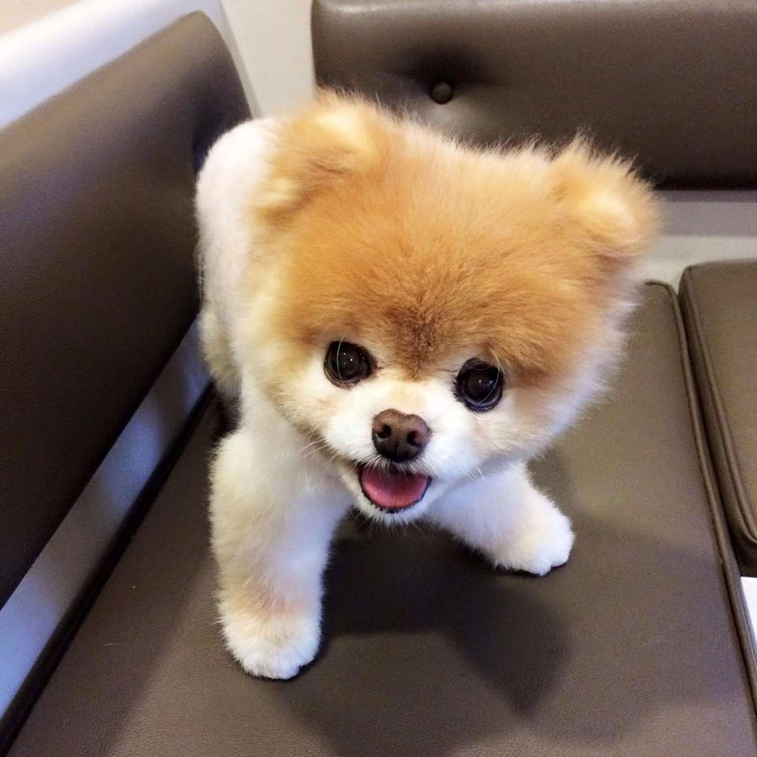 Boo the Pomeranian Once Named the World s Cutest Dog Dies PEOPLE com