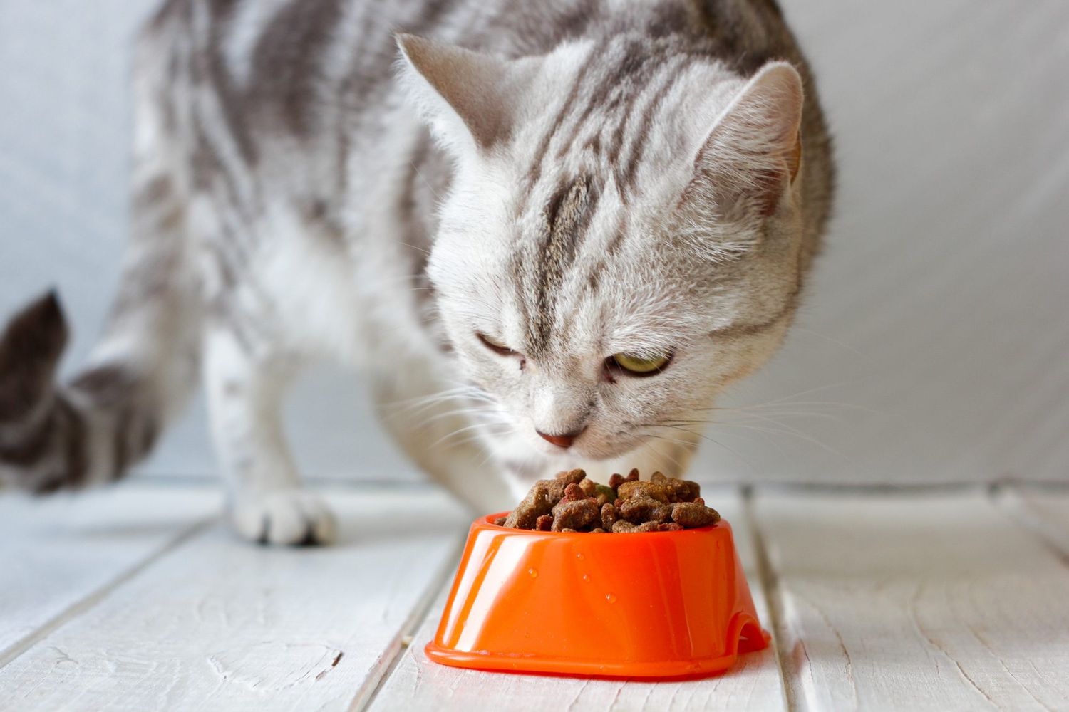 Image result for cat eating food"