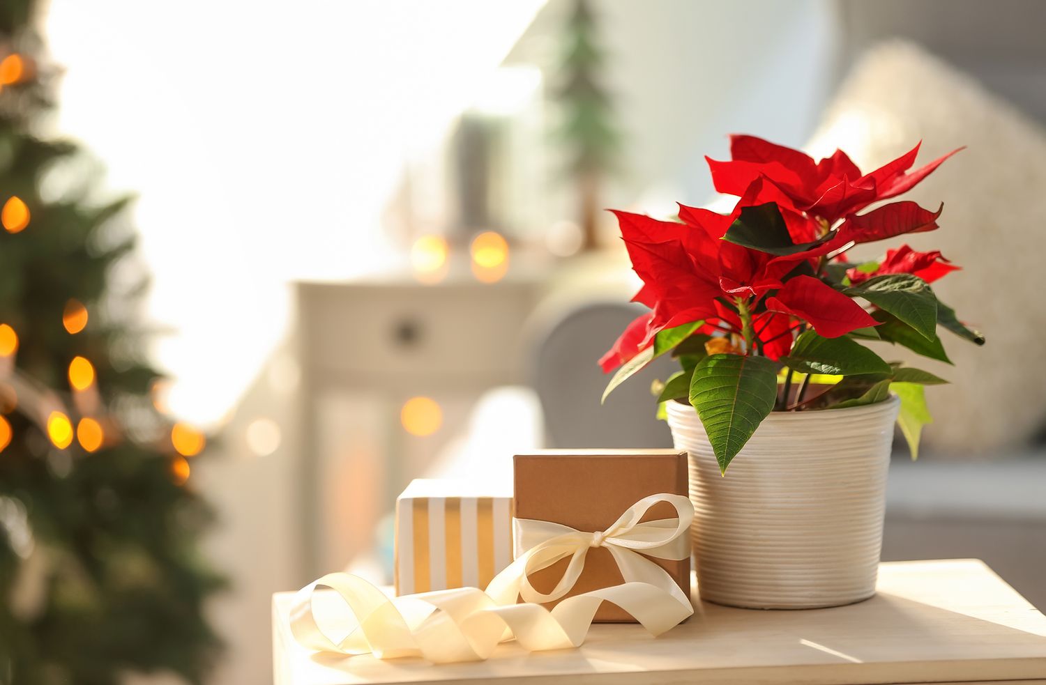 holiday-poinsettia-tips-getty-1119.jpg&profile=RESIZE_710x