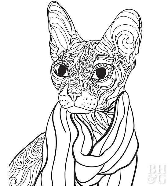 Realistic Siamese Cat Coloring Pages