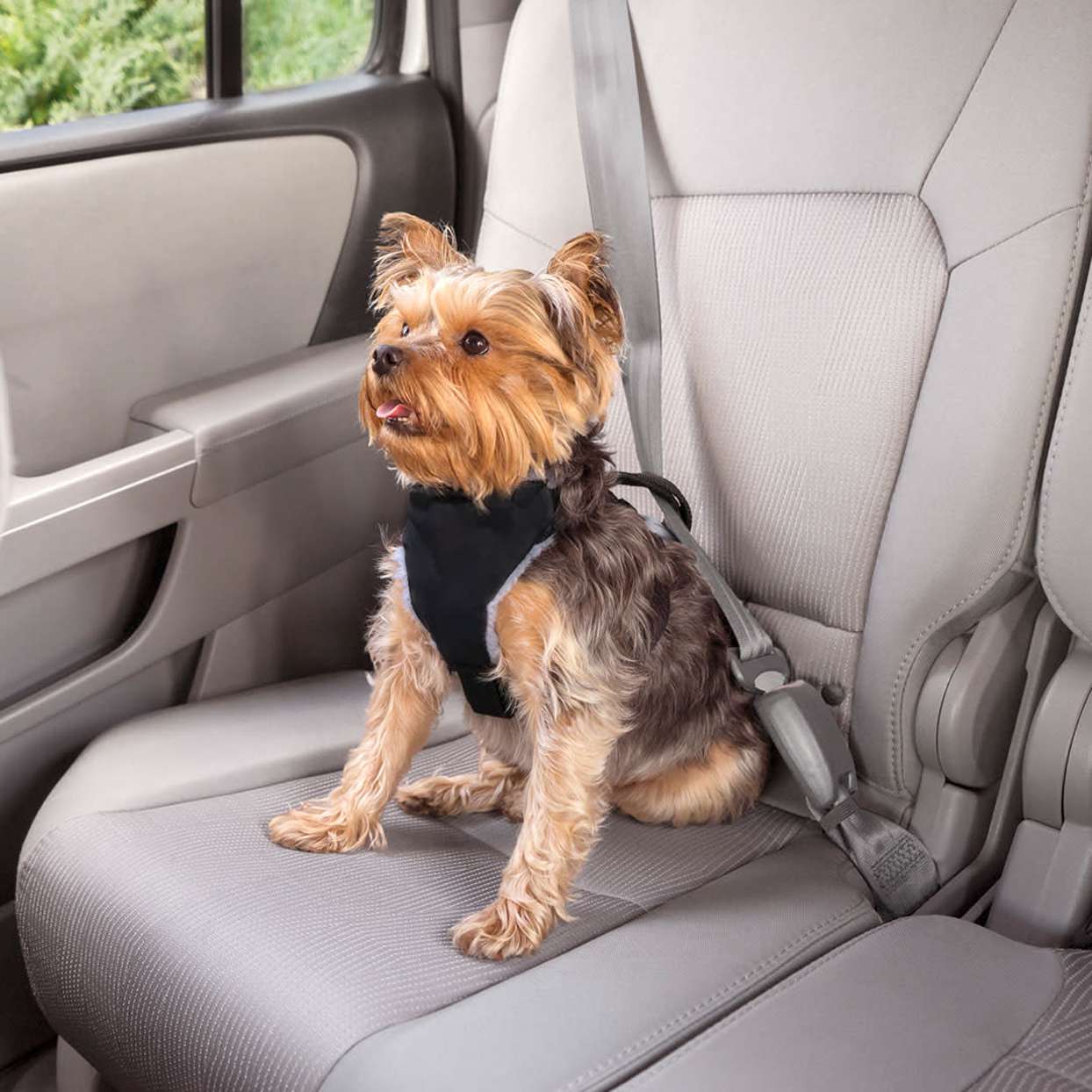 Whats The Best Dog Car Harness