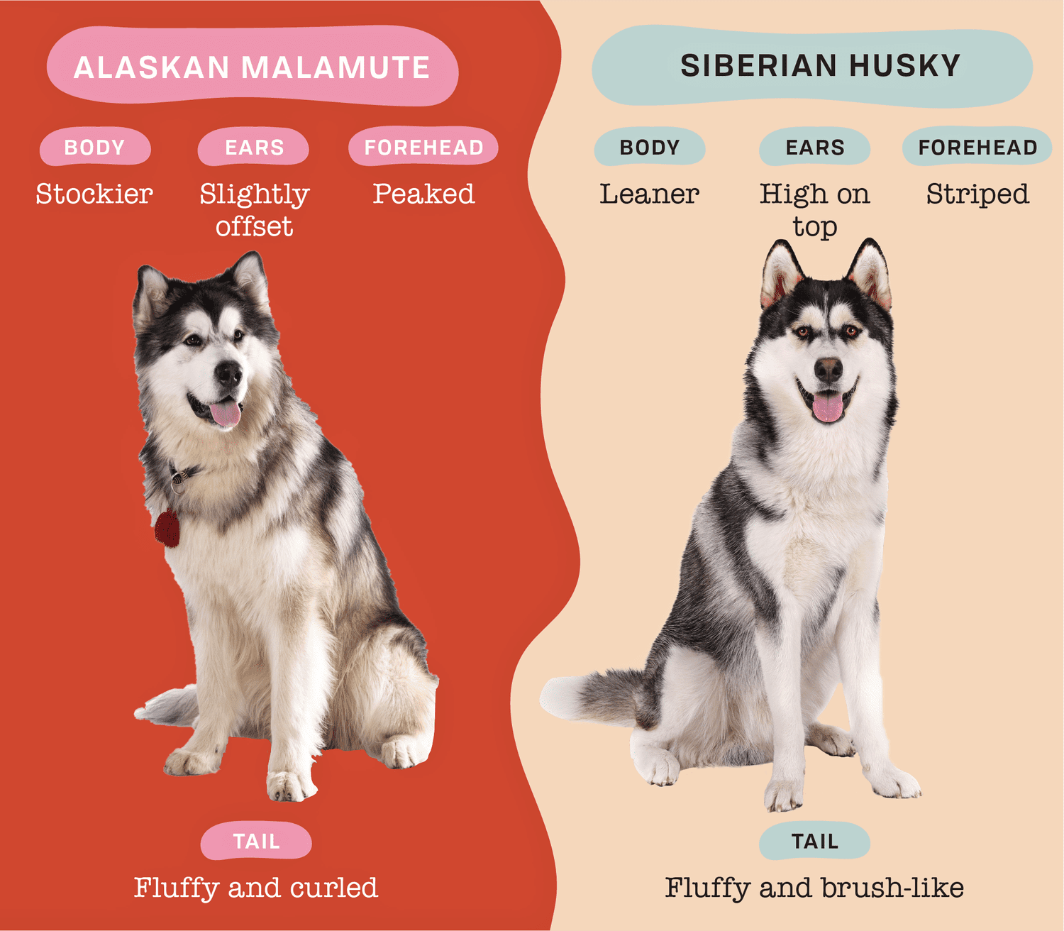 Alaskan Malamute vs. Siberian Husky: How to Tell Them Apart | Daily ...