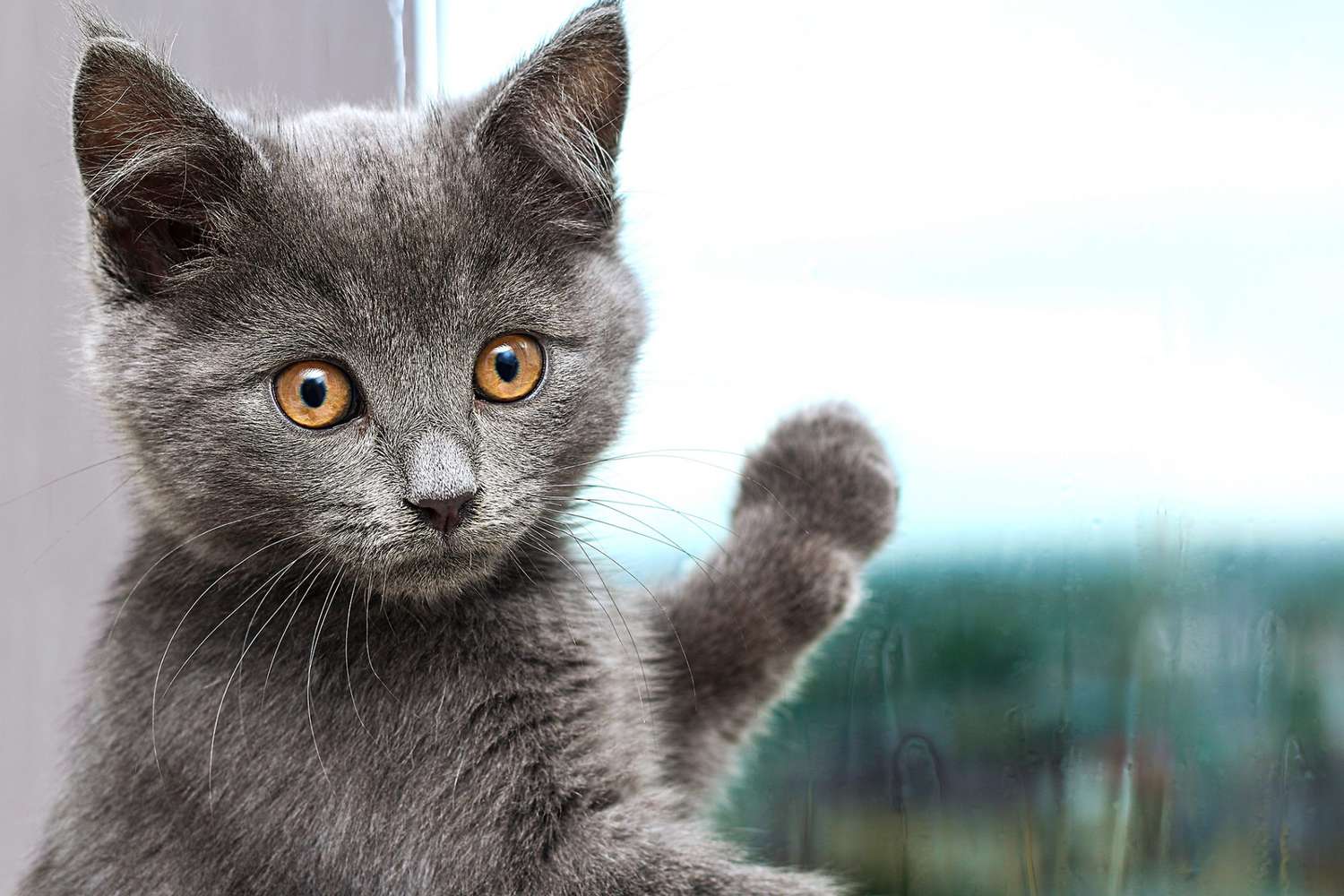 chartreux-kitten-by-window-458369942-2000.jpg