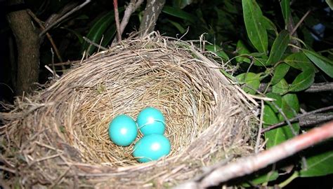 eggs in a nest pioneer woman