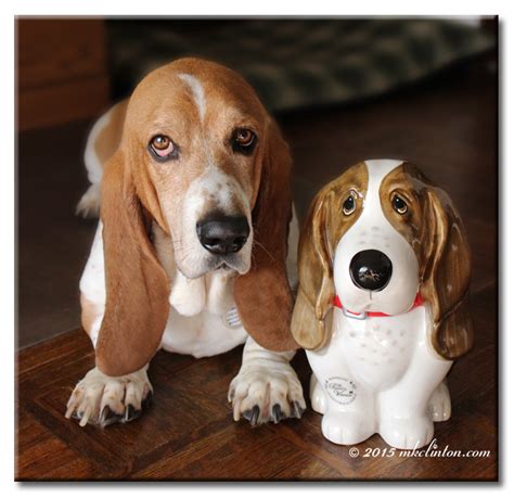 pioneer woman basset hound products