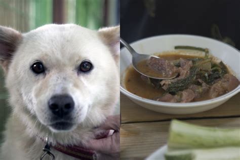 can humans eat freshpet dog food
