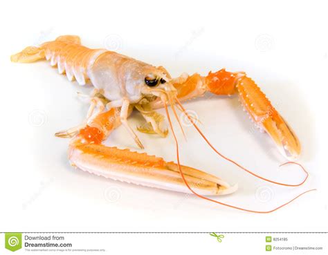 red lobster shrimp scampi recipe