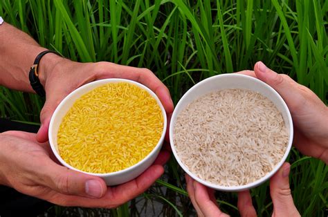 Nov 24, 2021, how to prepare what to eat with yellow rice, we all want to enjoy what we eat, but how can you eat well and still be healthy? what to eat with yellow rice