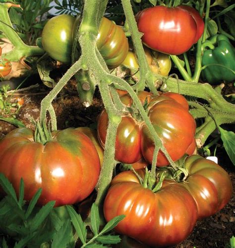 heirloom tomato basil mozzarella salad